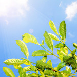 leaf-with-blue-sky-srijira-ruechapaisarnanak